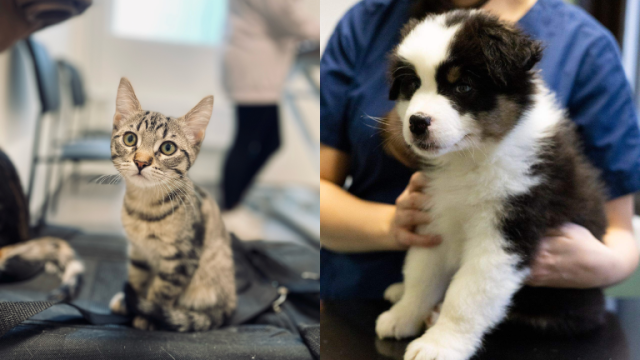 Kattunge och hund valp ska vaccineras.