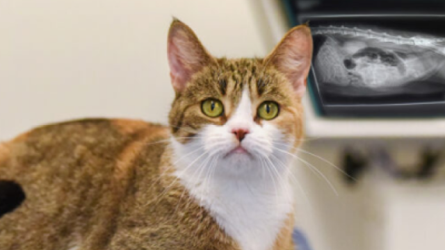 En katt vid en röntgenplåt.
