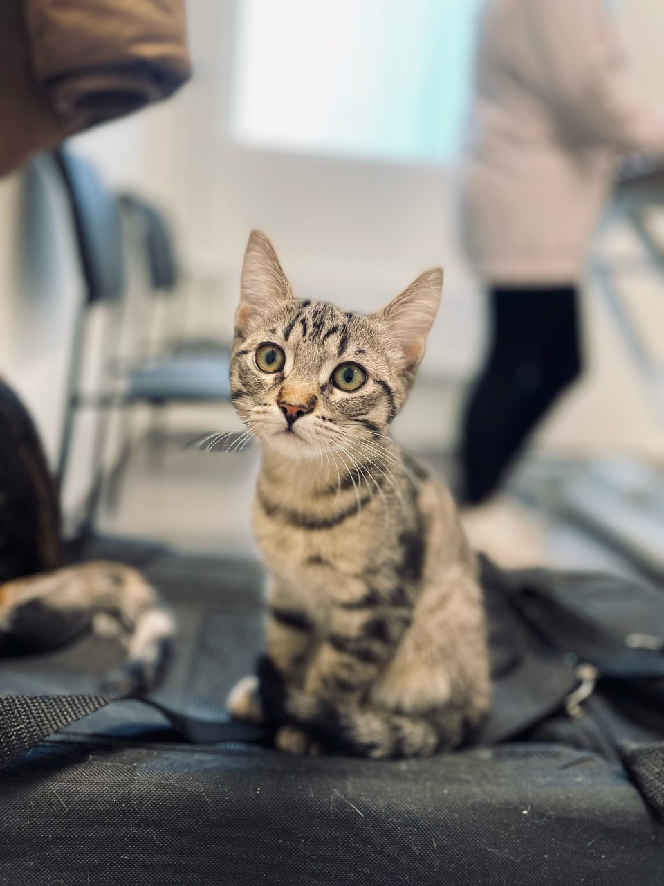 Kattunge blir undersökt.